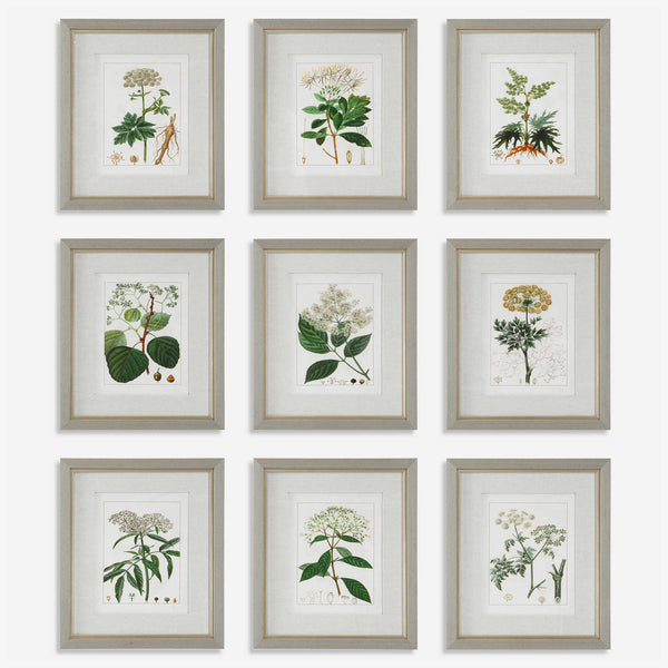 Antique Botanicals Framed Prints S/9