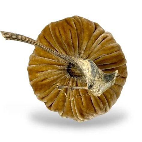 5" Honey Pumpkin