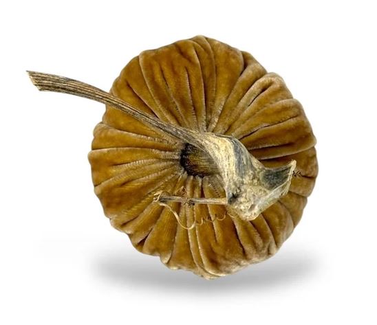 5" Honey Pumpkin
