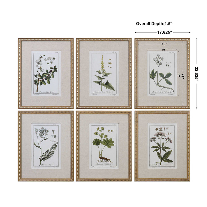 Green Floral Botanical Study S/6