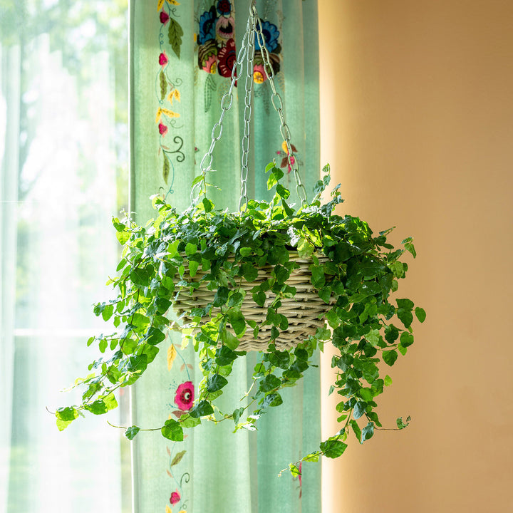 Large Rattan Hanging Planter